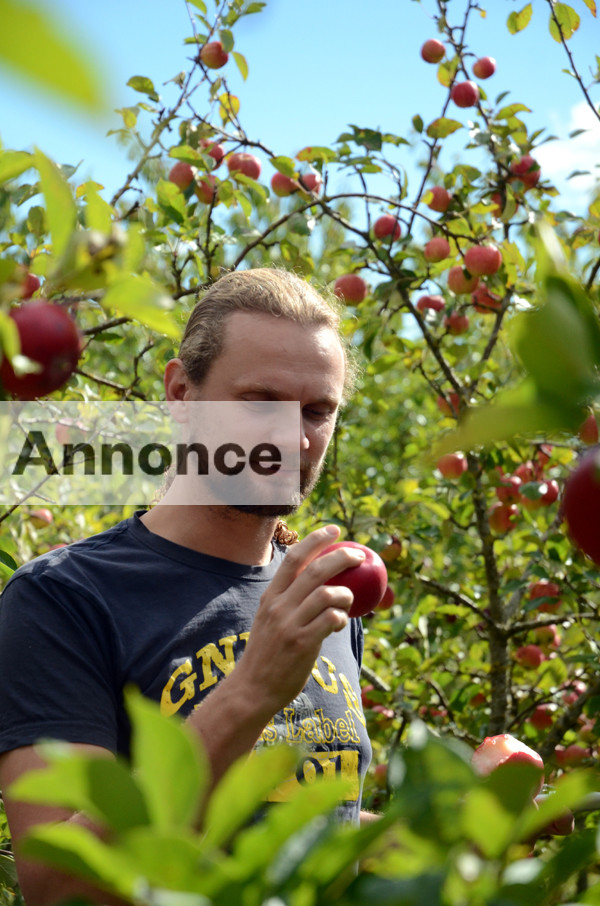 Søren Sørøver inspicerer årets æbler, der med tiden bliver til den dejligste vin.